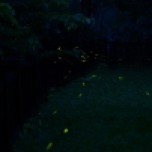 More than 65 firefly species