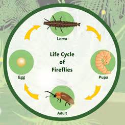 life cycle