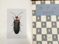 Minami's book describing life cycle and rearing of Japanese fireflies